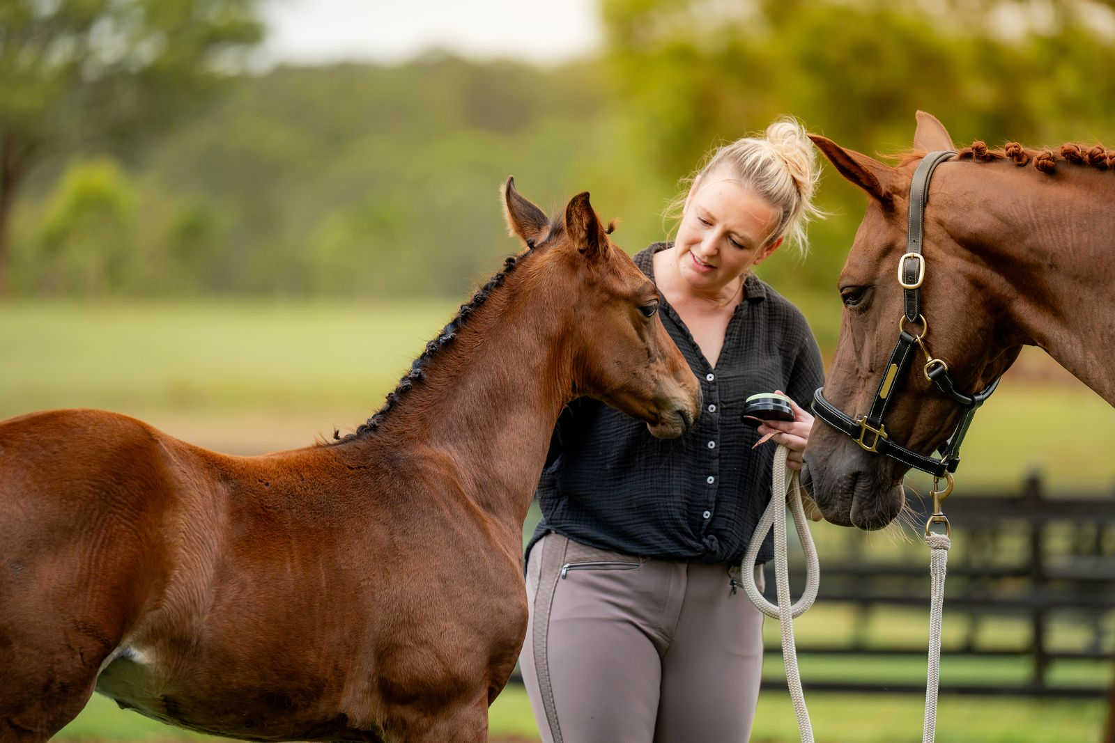 Benicio with a foal at Endeavour Warmbloods