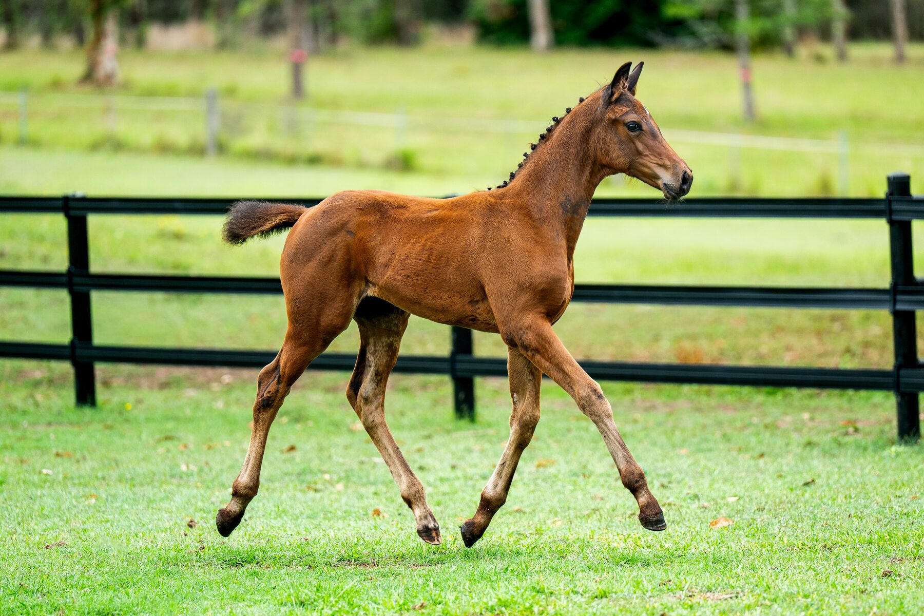 Foal at Endeavour Warmbloods