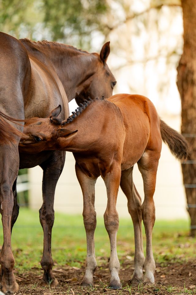 A foal in the herd