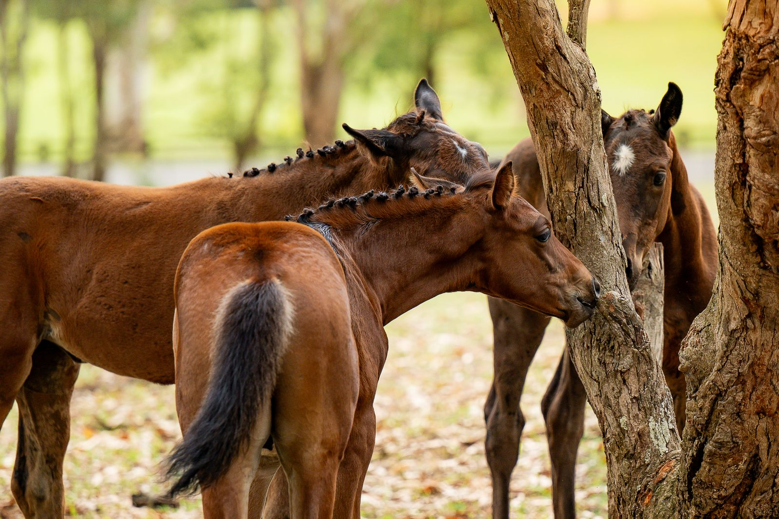 Foals raised together in the herd, exploring beneath the trees
