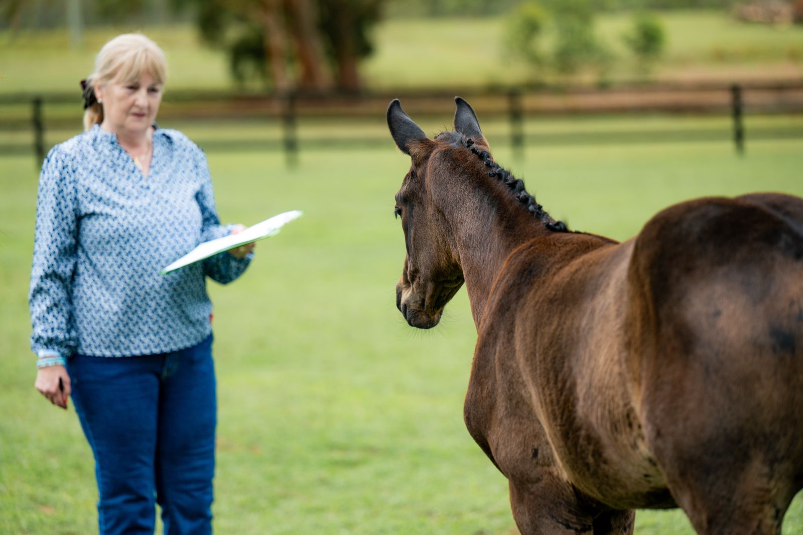Millie being assessed at the HHSA Hanoverian Tour