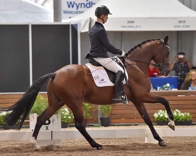 Diamonds NK — broodmare at Endeavour Warmbloods