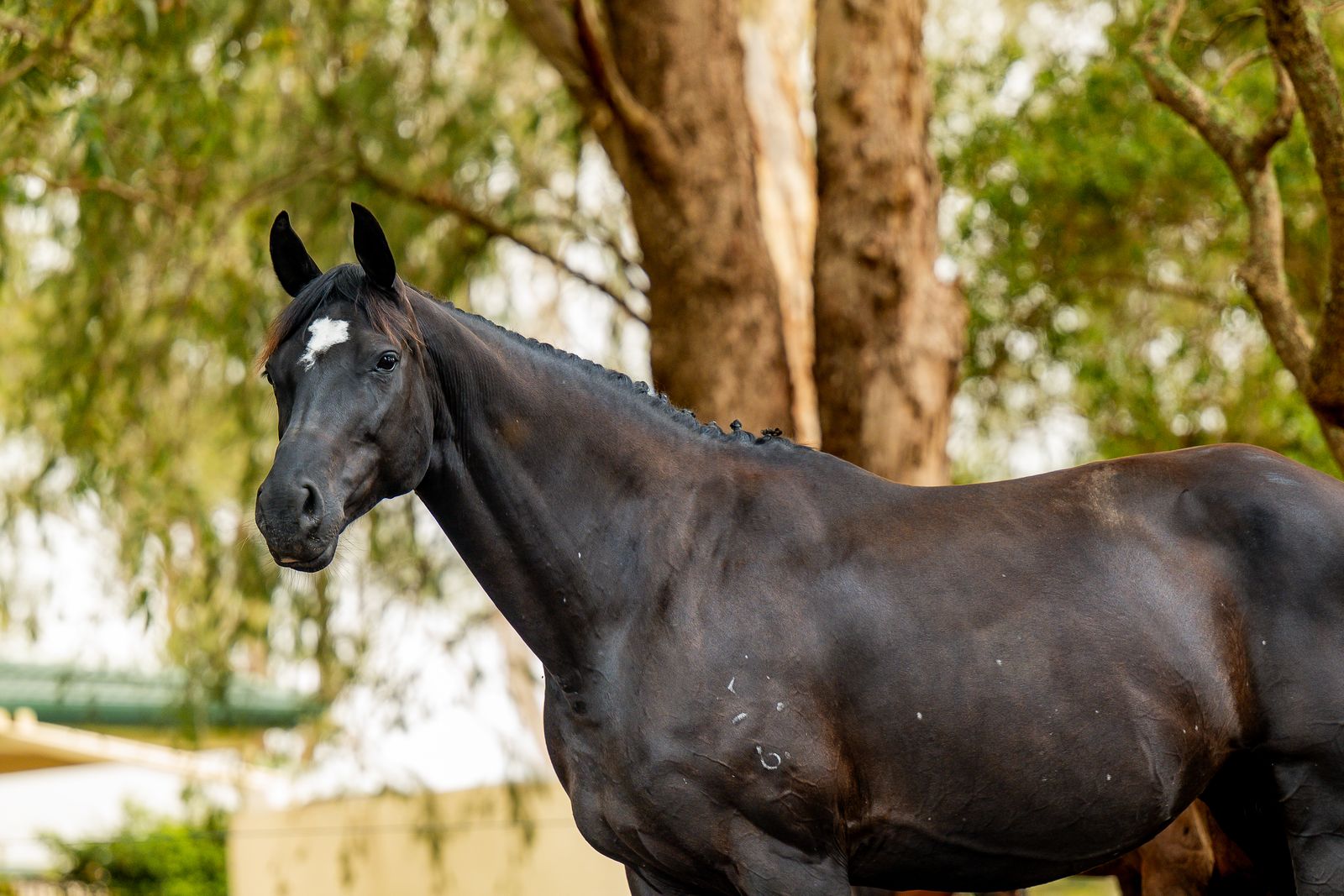 Kohinoor Furst Lady — broodmare at Endeavour Warmbloods