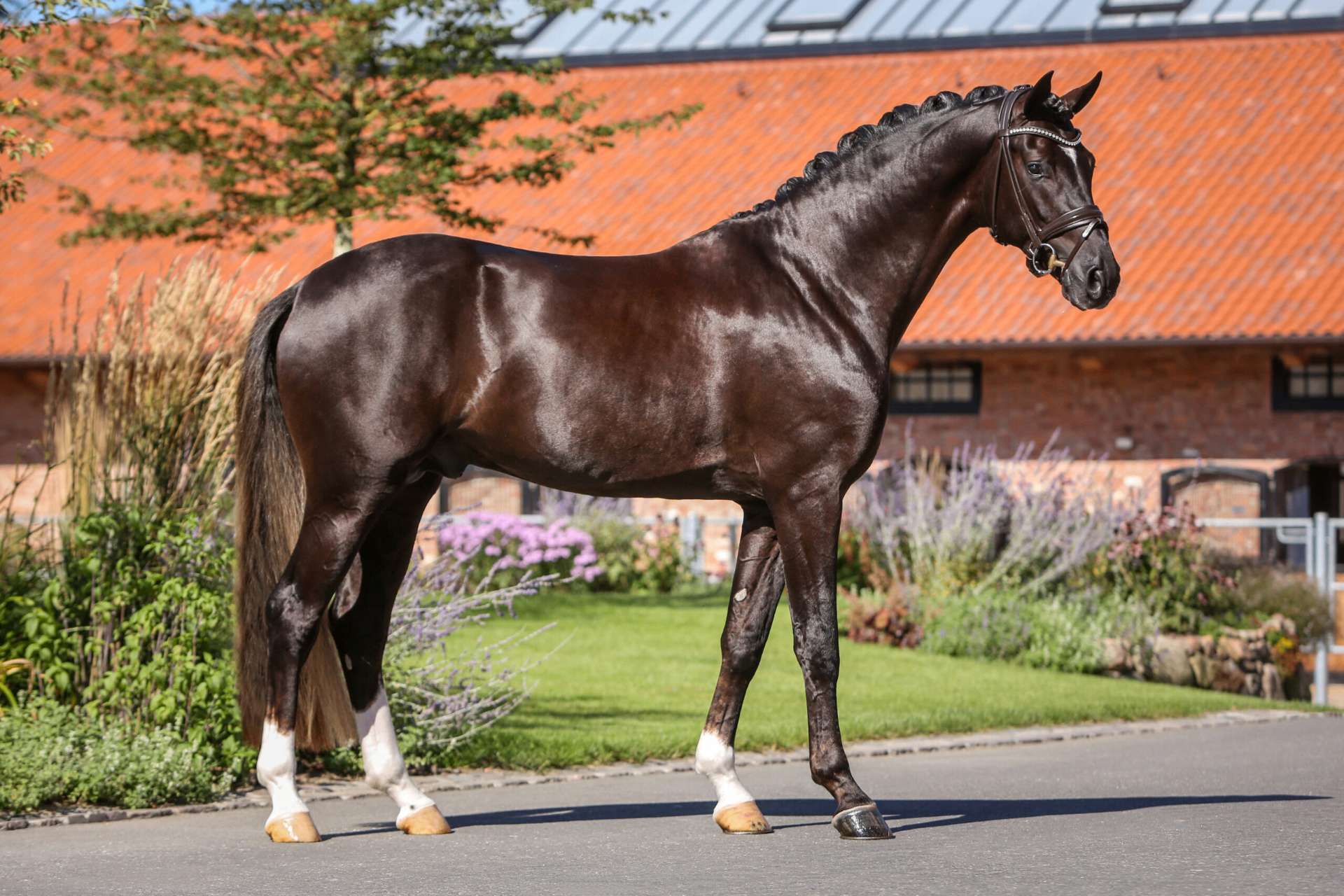 Sire